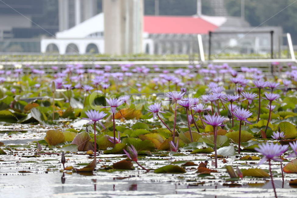 연꽃,꽃,flower,lotus,식물,plant,보라색꽃,보라꽃,blossom,식물,자연,plants,nature,꽃,flower
