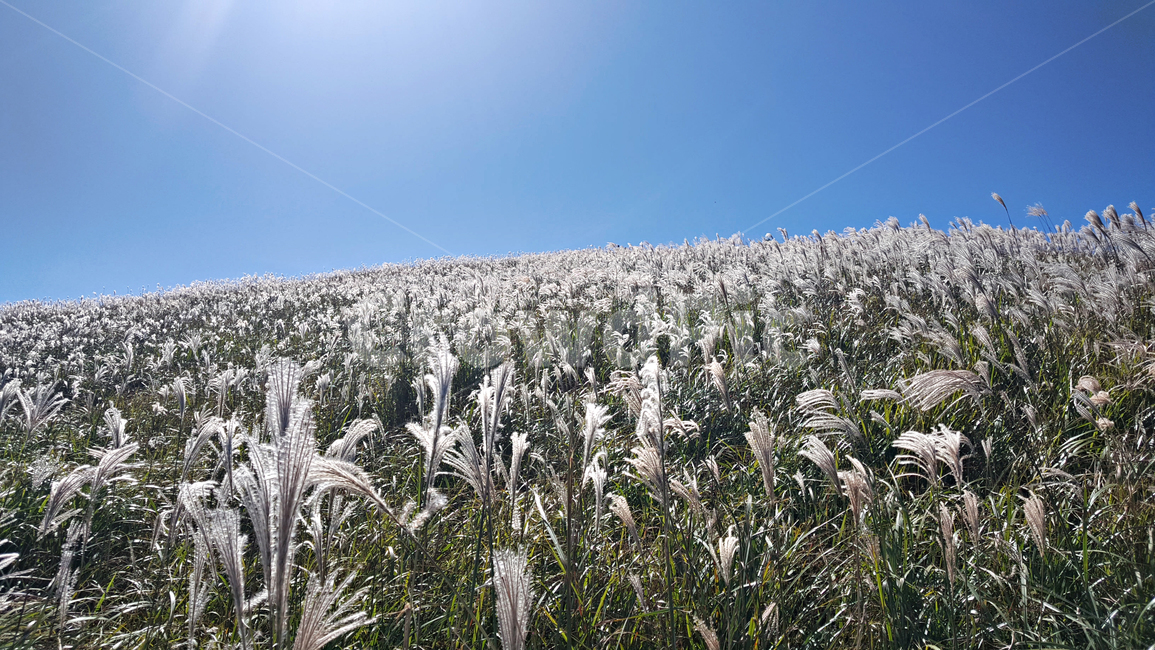 갈대,갈대숲,식물,reed,plant