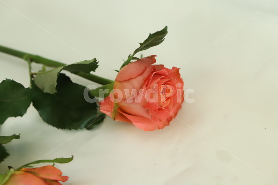 plant,식물,flower,꽃,blossom,flowerarrangement,feeling,sensible,자연,색감,색깔,색채,시즌,nature,감성사진,따뜻한,힐링,감성,배경,계절,만개,봄,근접,클라란스,rose,장미,꽃,flower