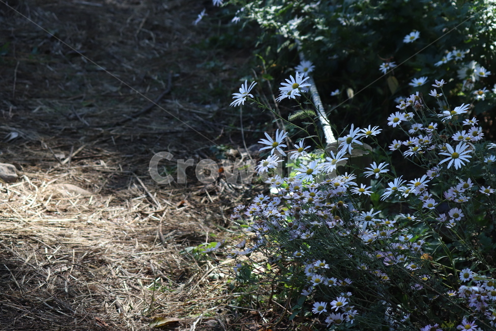 식물,자연,구절초,빛,감성,식물,자연,plants,nature,꽃,flower