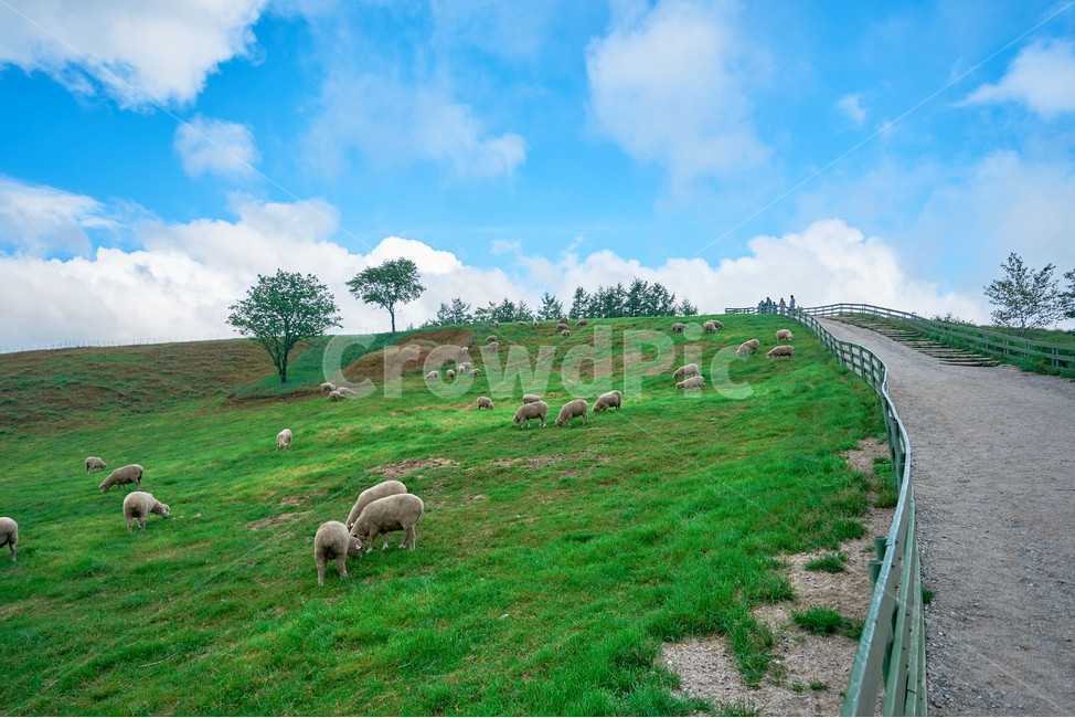 양,양떼목장,강릉,양양,강원도,하늘목장,구름,풍경,산업,industry,industrial,목축업,목장,livestock farming,ranching,pasture