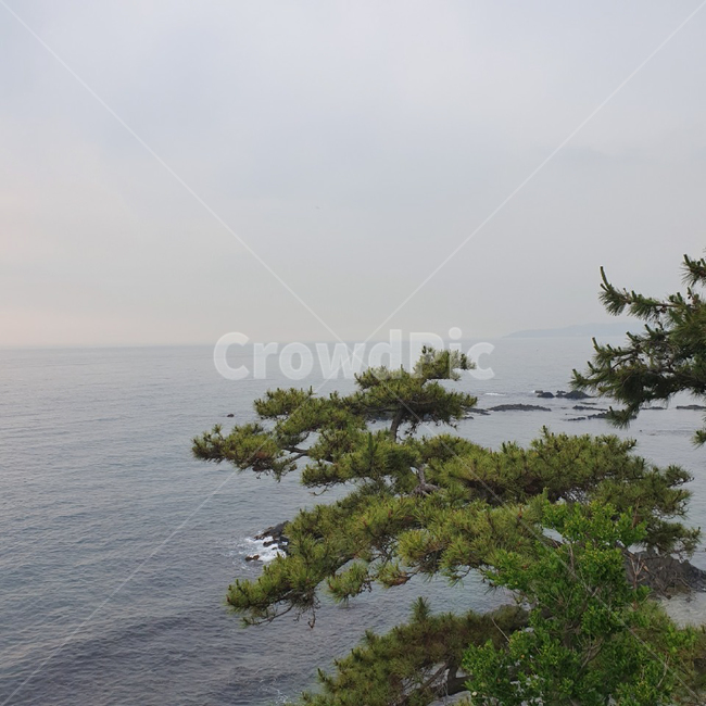 바다,소나무,바다소나무,푸른,날씨