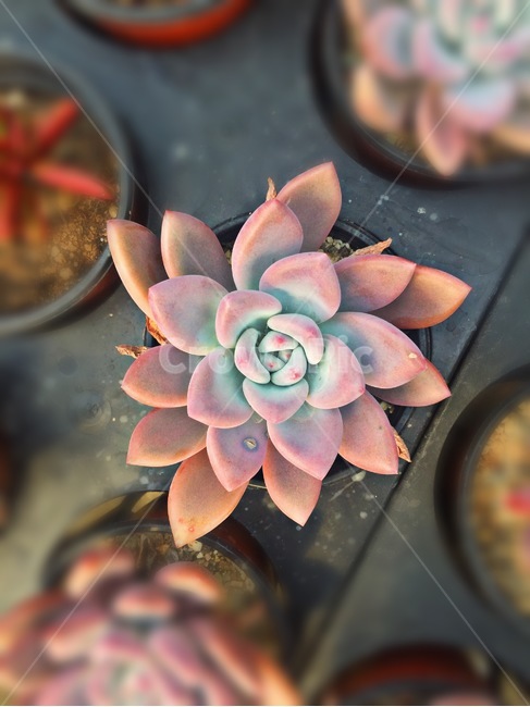 다육이,식물,다육식물,초록색,화분,식물,자연,plants,nature