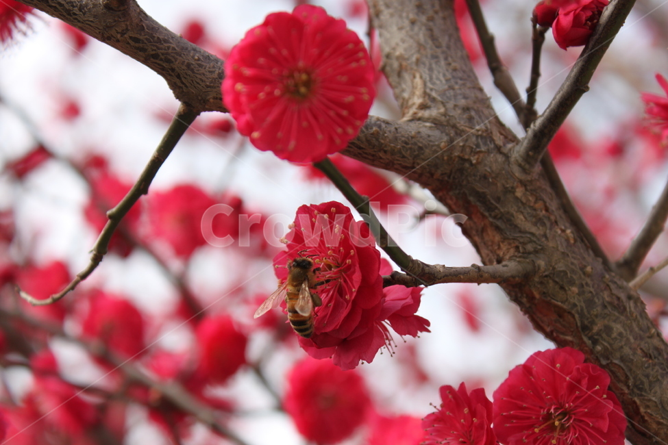 bee,벌,honeybee,꿀벌,animal,insect,곤충,황매화,식물,자연,plants,nature,꽃,flower,곤충,벌레,insect,bug