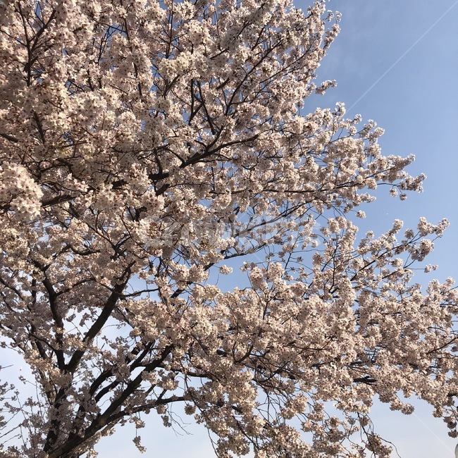 봄,벚꽃,나무,아름다움,자연