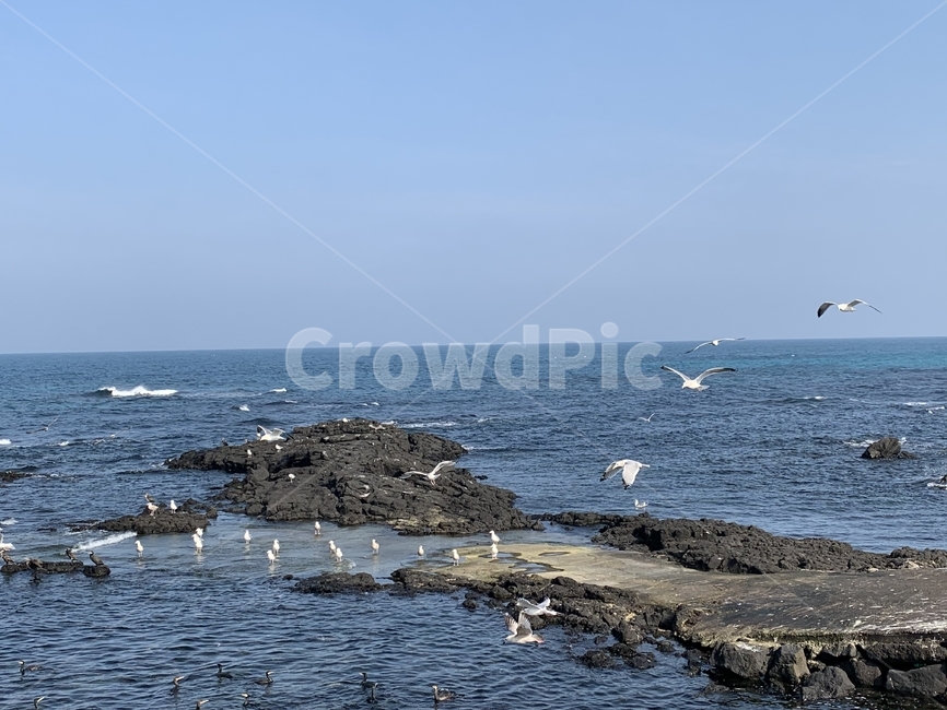 바다,ocean,자연,새,bird,동물,animal,갈매기,먹이