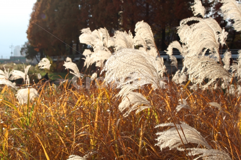 갈대,천안,공원,가을,가을바람,따스함,식물,자연,plants,nature