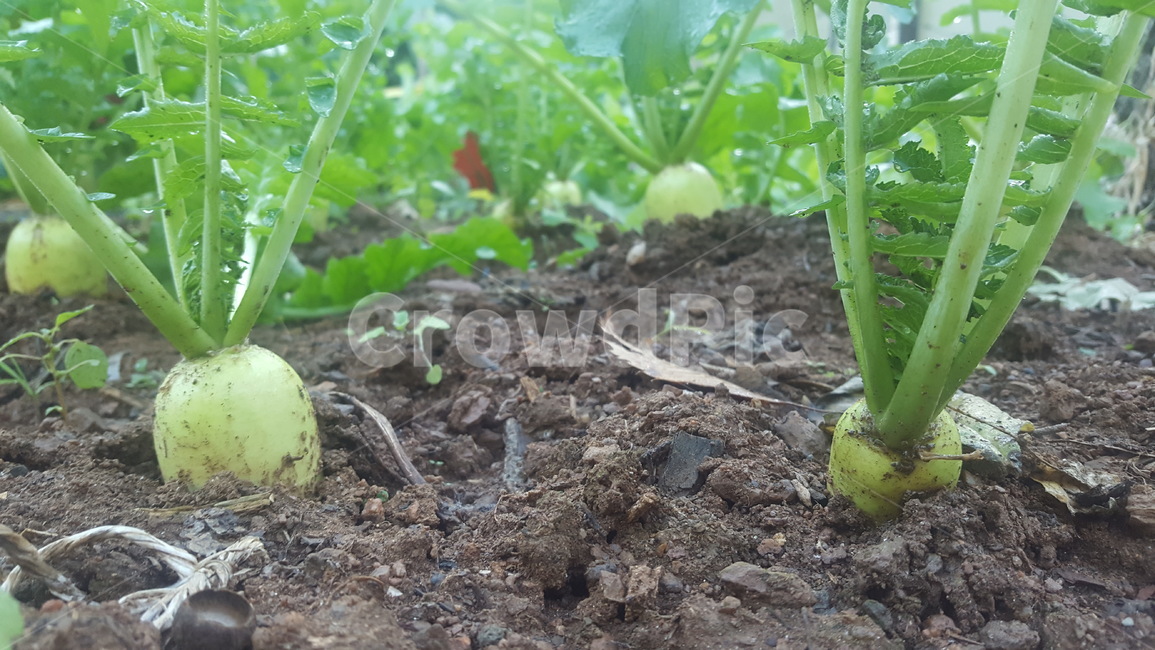 무,무싹,봄,밭,농업,피아오량,농사,산업,industry,industrial,농업,농사,agriculture,farming,farming industry