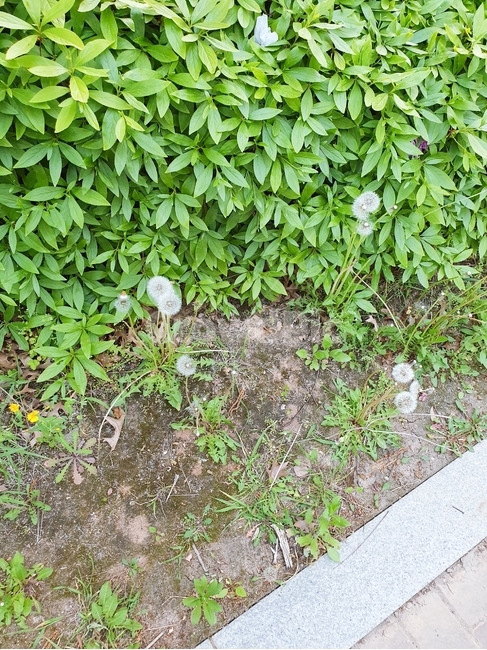 식물,홀씨,민들레,잎,자연,plant,식물,자연,plants,nature,꽃,flower