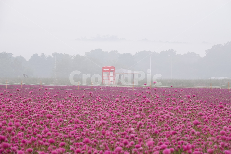 nature,자연,천일홍,공중전화박스,꽃,꽃밭,아침,안개