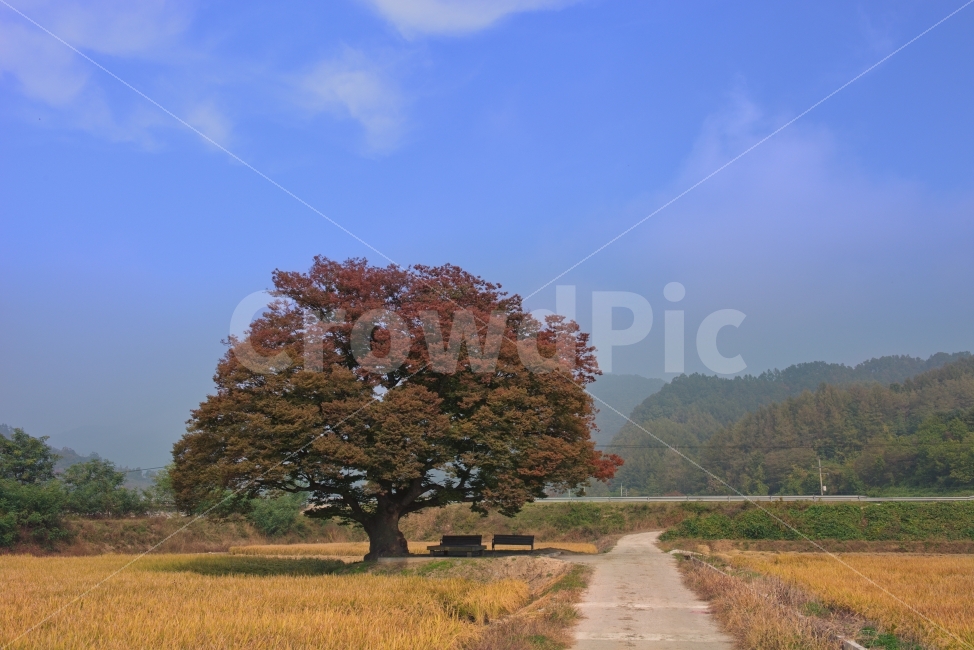 가을,추수,느티나무,벼,논밭,쌀,시골,논,수확,배경,시골길,황금들녘,풍경,시골풍경,농촌,자연,아침,황금빛,풍년,목가적인,벼농사,농사,풍성,농작물,원정리,가을추수,농경지,벌판,들녘,재배,시즌,10월,푸른,파란,하늘,구름,단풍,맑은,누런,자연,풍경,nature,landscape,가을,계절,fall,autumn,season,시골,마을,country,rural,town,tree,나무,plant,식물