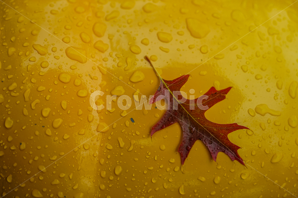 단풍,잎,잎파리,잎새,가을,비,낙엽,가을,계절,fall,autumn,season,비,비오는날,rain,rainy,plant,식물,leaf,droplet,작은 물방울