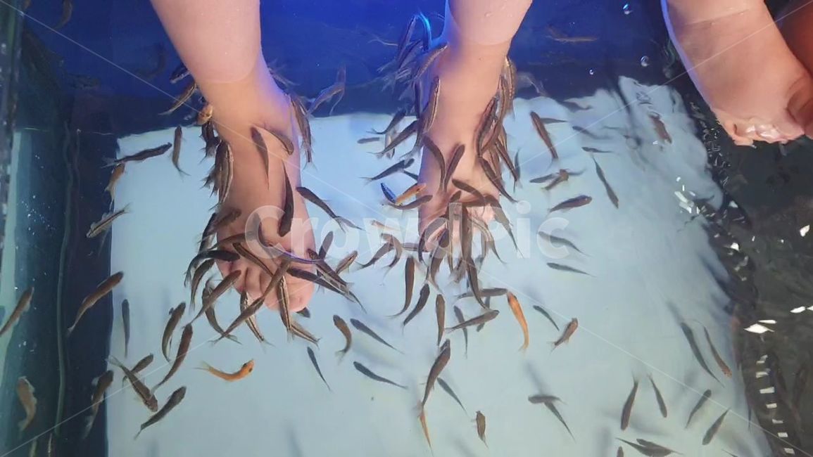 닥터피쉬,doctorfish,물고기,발관리,각질제거