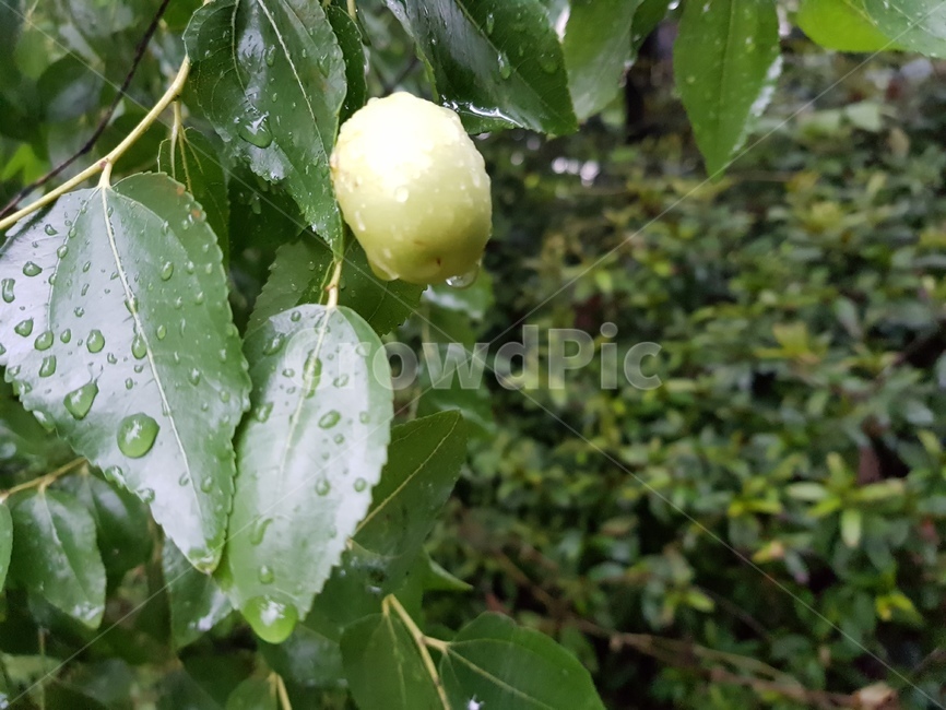대추,열매,빗방울,비오는날,과일,식물,자연,plants,nature,과일,열매,fruit,비,비오는날,rain,rainy