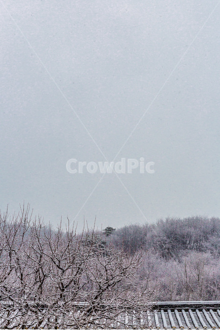 기와,설경,겨울,전통,고택,겨울,계절,winter,season,자연,풍경,nature,landscape,한국자연풍경,한국자연경관,korea nature landscape,한국전통,한국문화,korean traditional,korean culture