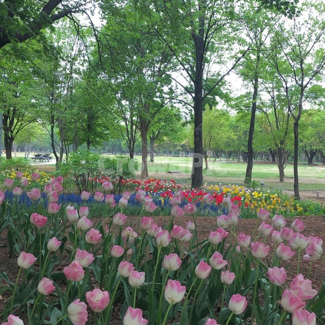 꽃,튤립,풍경,공원,풀
