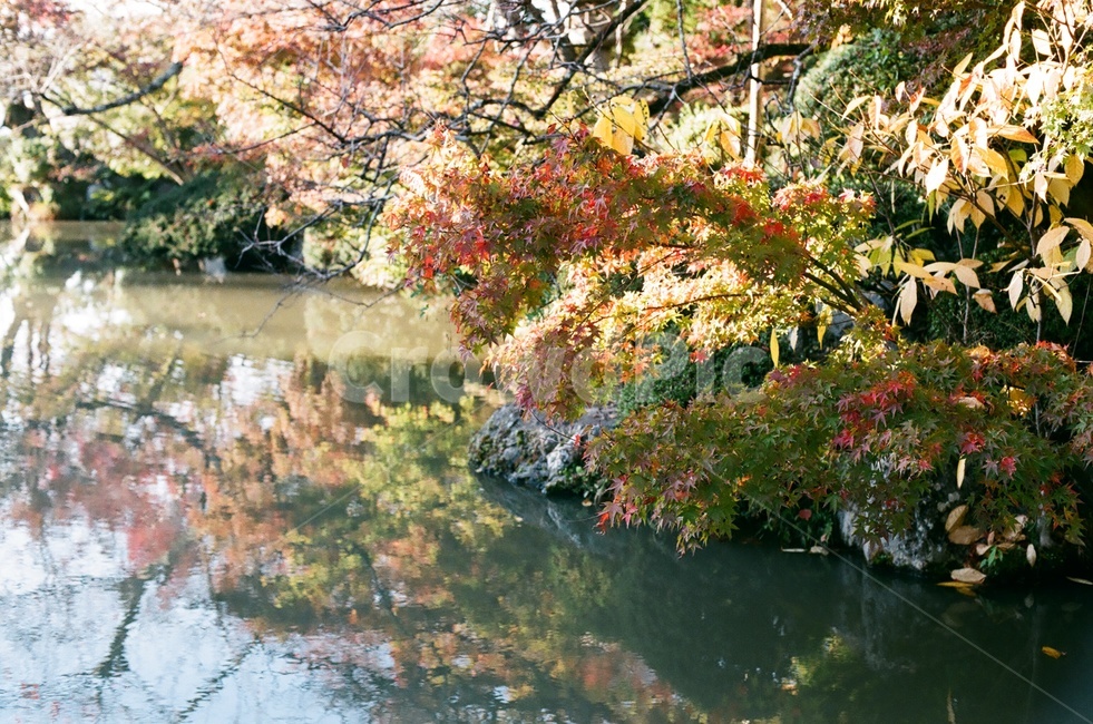 단풍,단풍잎,단풍나무,나뭇잎,가을색,가을,fall,autumn,계절,season,자연,나무,빨강,초록,식물,물그림자,연못,sunlight,가을,계절,fall,autumn,season,자연,풍경,nature,landscape,water,물,outdoors,옥외
