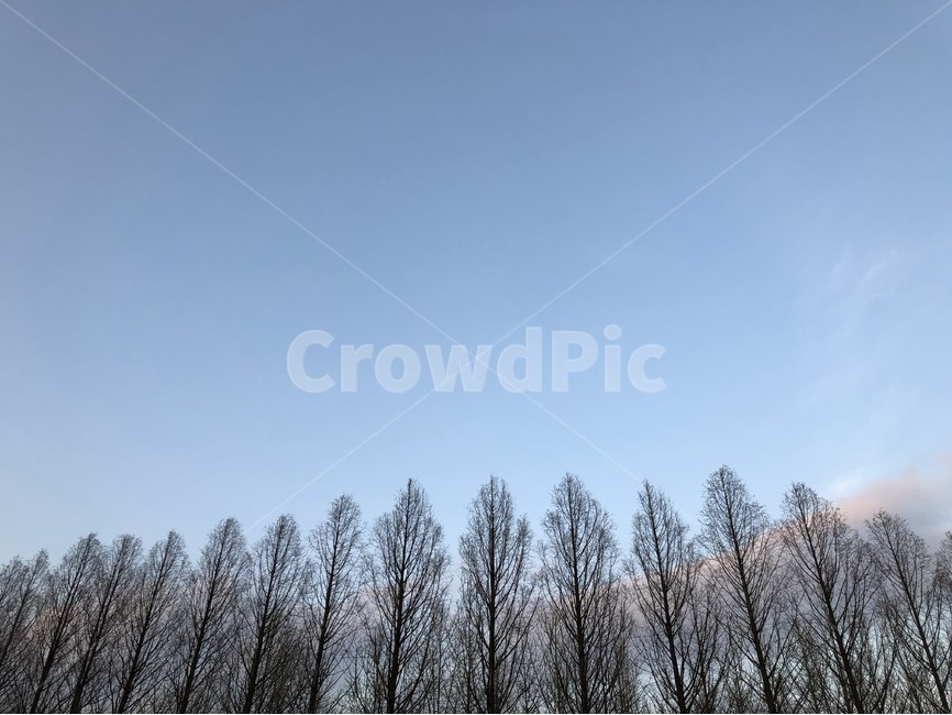 하늘,자연,나무,풍경,경치,자연,풍경,nature,landscape,식물,plants,나무,trees,wood,tree,plant,fir,전나무