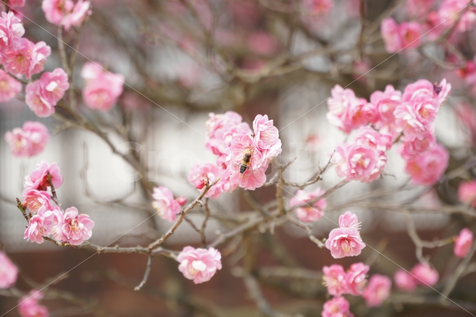 벌,꽃,홍매화,자연,나무,봄,계절,spring,season,식물,자연,plants,nature,꽃,flower,동물,animal,곤충,벌레,insect,bug,plant,blossom