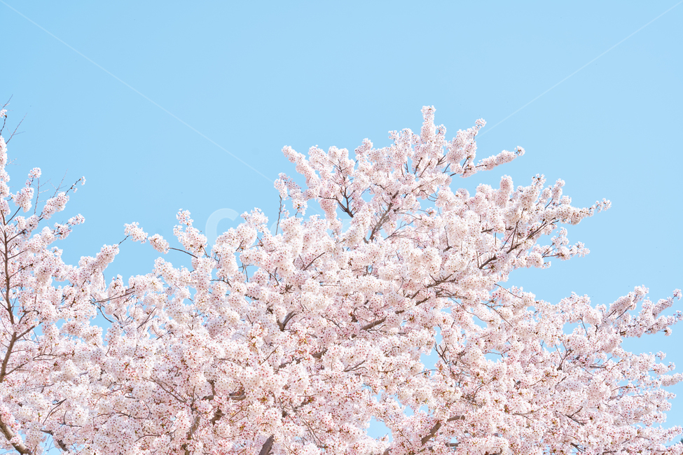 봄,벚꽃,flower,꽃,나들이,산책,나무,벚나무,하늘,공원,핑크,색감,맑음,청량,맑은,색깔,감성,배경,바탕,pink,sky,skyblue,blossom,계절,만개,자연,spring,봄꽃
