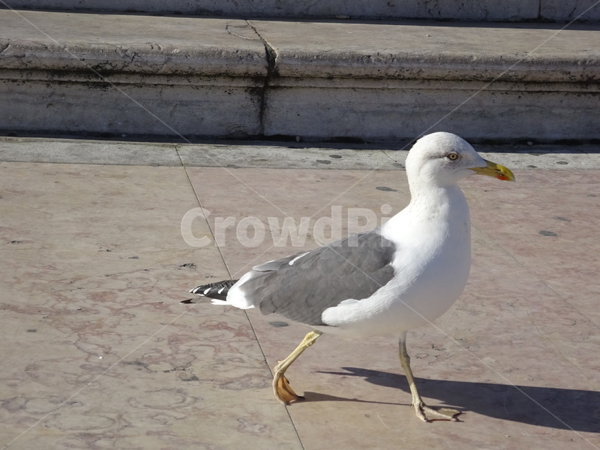 비둘기,새,bird,흰비둘기,길비둘기