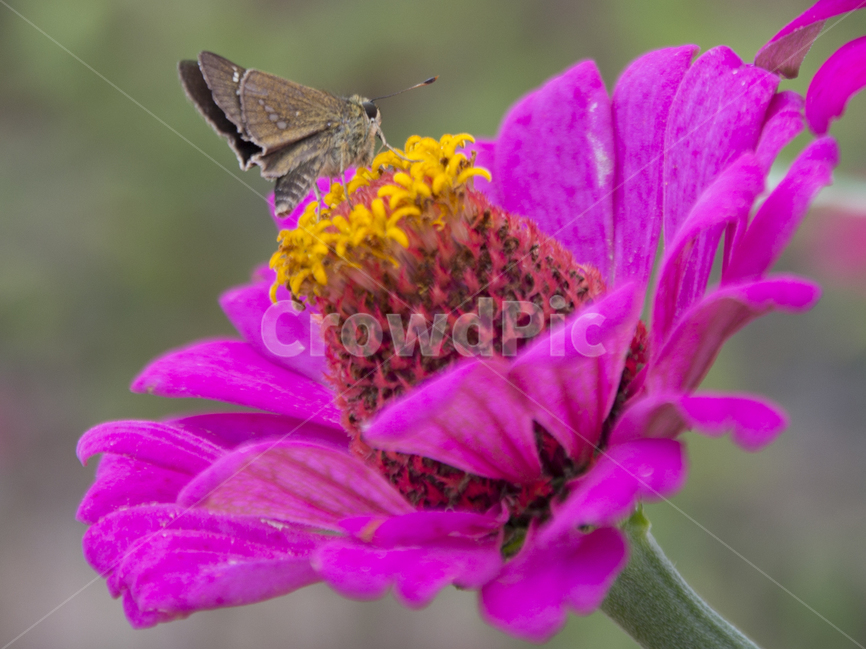 꽃사진,배경,여름꽃,나비,이쁜꽃,식물,자연,plants,nature,꽃,flower,동물,animal,곤충,벌레,insect,bug