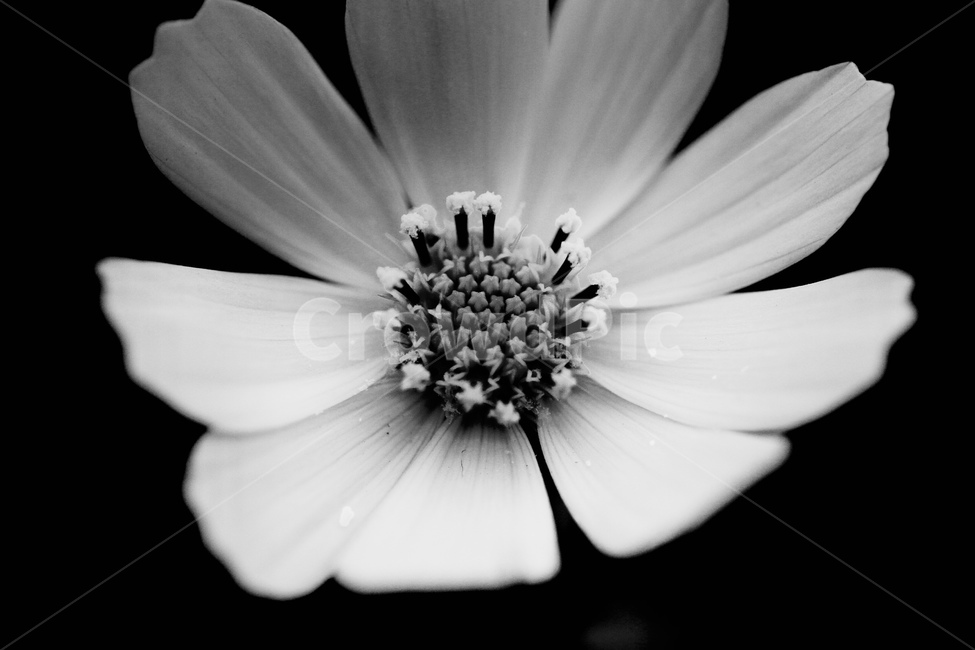 코스모스,흑백,접사,꽃,꽃술,꽃잎,식물,자연,plants,nature,꽃,flower,흑백,모노톤,monochrome,black and white
