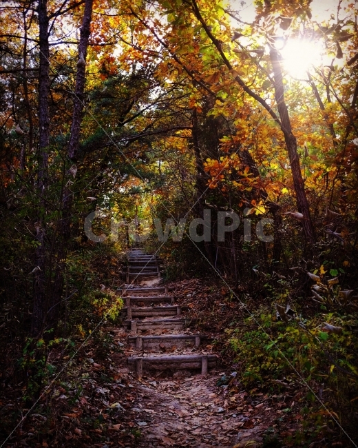 숲,숲길,산,산길,여행,고요,힐링,힐링타임,숩속아침,가을,단품,낙엽,가을,계절,fall,autumn,season,자연,풍경,nature,landscape,path,통로,ground,바닥