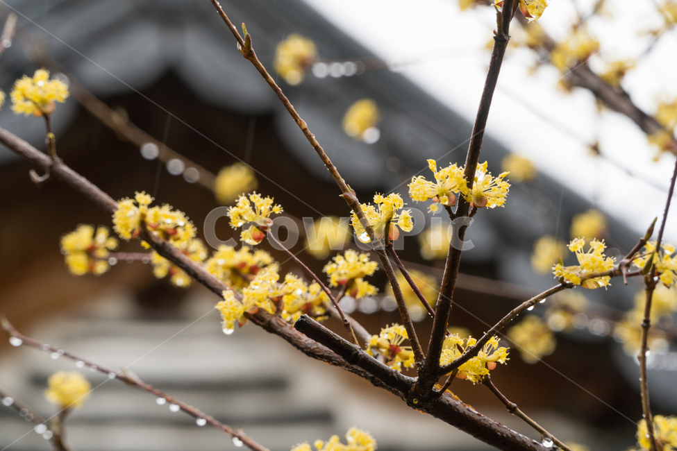 산수유,봄,꽃,나무,줄기,꽃잎,봄,계절,spring,season,한국전통,한국문화,korean traditional,korean culture,식물,자연,plants,nature,꽃,flower,비,비오는날,rain,rainy,plant