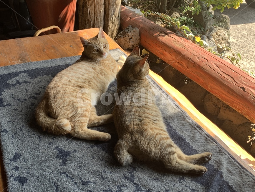 고양이,감성,cat,고양이들,동물,동물,animal,포유류,mammal,고양이,cat,kitten,kitty