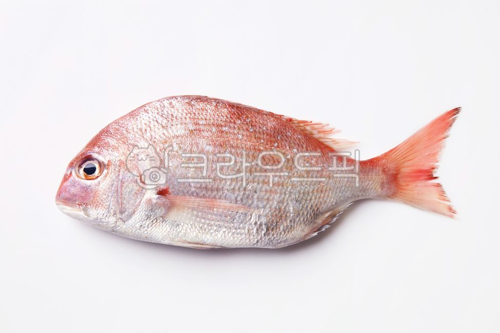 돔,참돔,붉은물고기,빨간물고기,생선,붉은생선,빨간생선,흰색배경,누끼컷,물고기,seafood,해양생물,animal,fish
