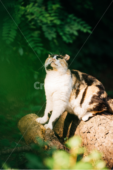고양이,캣,냥냥이,길고양이,삼색이,치즈냥,냥,cat,동물,동물,animal,포유류,mammal,고양이,cat,kitten,kitty