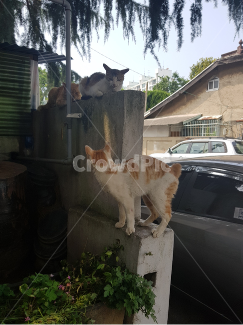 고양이,길냥이,길고양이,냥이,동물,포유류,cat,야생고양이