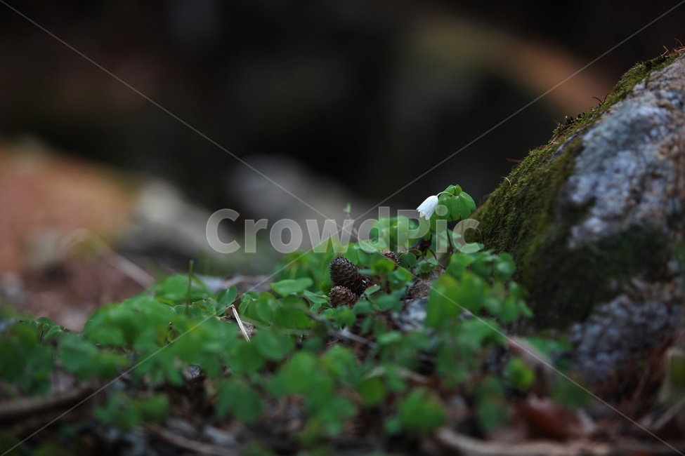 봄꽃,바람꽃,꿩의바람꽃,화야산,감성사진,식물,자연,plants,nature,꽃,flower