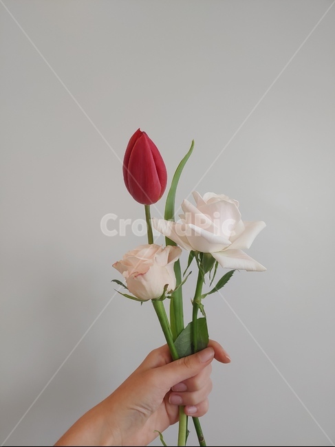 인간,blossom,flower,꽃,손,장미,튤립,꽃다발,예쁜