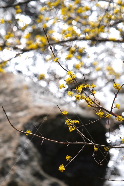 spring,Sansuyu Village,Cornus officinalis,Valley,nature,countryside,season,Cornus officinalis tree,santasteria
