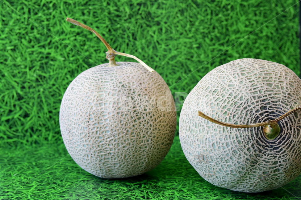 멜론,메론,과일,열대과일,식재료,박과,열매,melon,fruit,food,음식,식재료,요리,food,cook,meal,dishes,food reserves,과일,열매,fruit