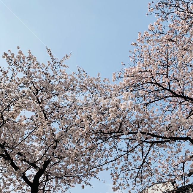 봄,벚꽃,sakura,벚꽃나무,나무,꽃