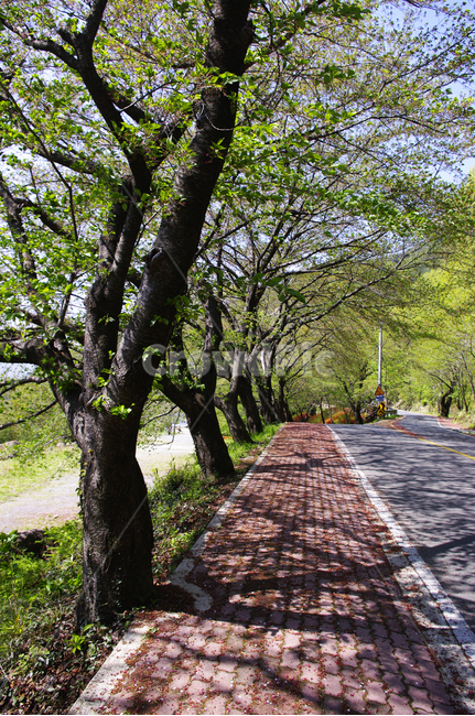 하동,길,벚꽃나무,식물,plant,봄,spring,초록,자연,풍경,nature,landscape,tree,나무,tree trunk,나무 줄기