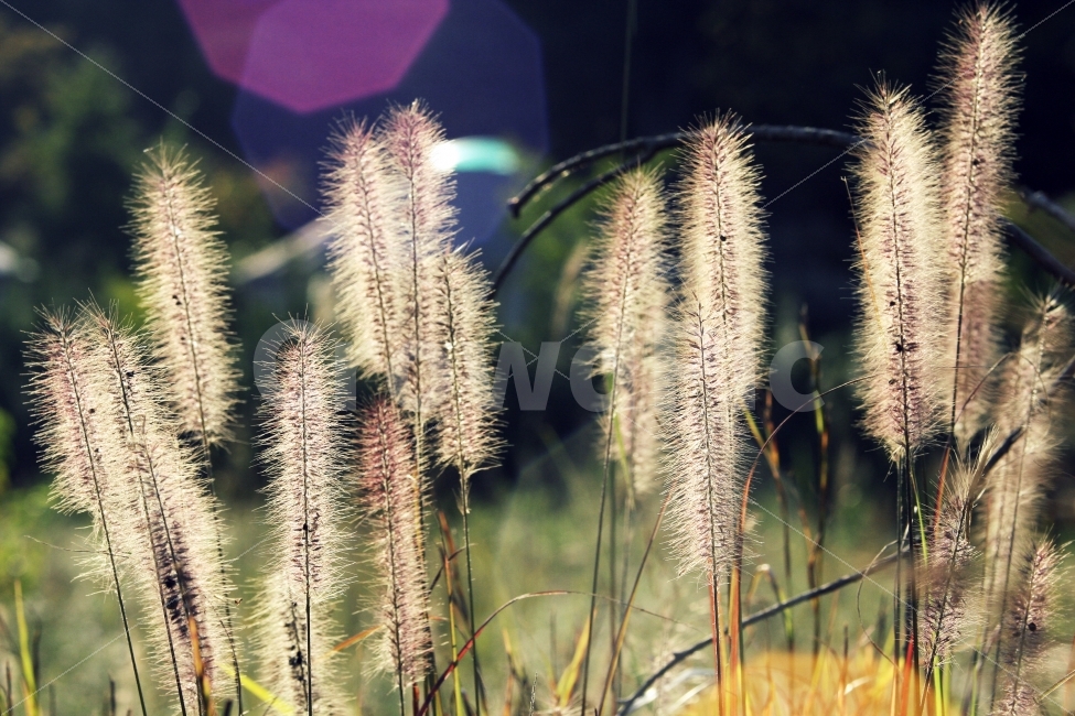 가을,풍경,식물,감성,풀,가을,계절,fall,autumn,season,식물,자연,plants,nature,감성,sensible,feeling,grass,잔디,plant,lawn