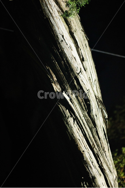 야경,나무,대비,접사,껍질,향나무,밤,무늬,감성,나무,trees,wood