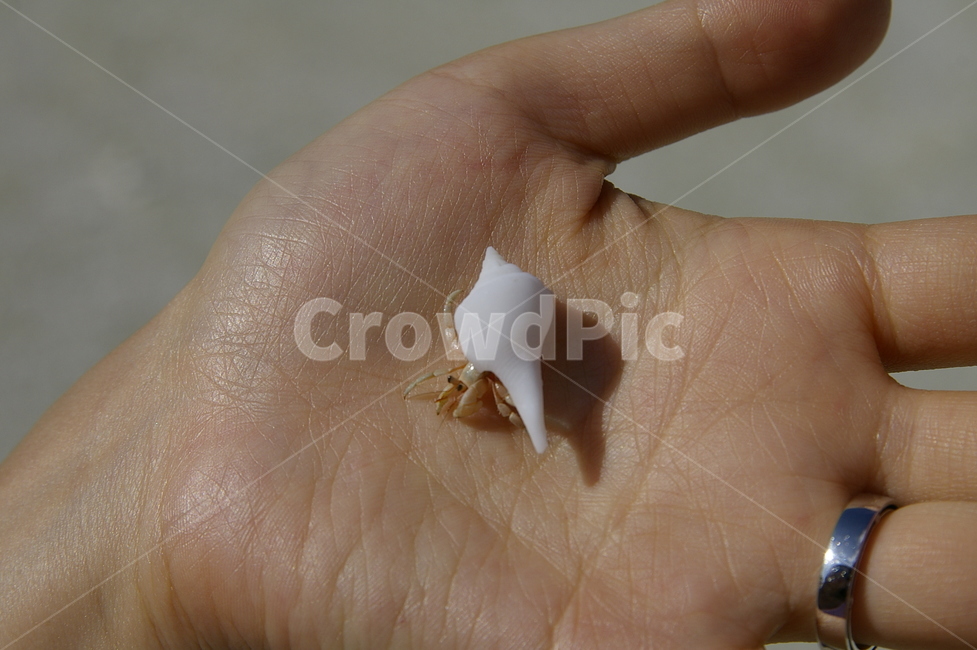 소라게,손,hermit,crab,palm