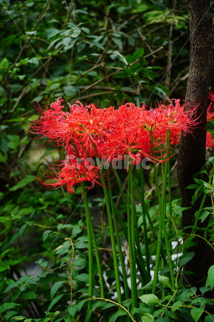 꽃무릇,꽃,식물,플라워,flower,자연,nature,plants,9월,가을,fall,autumn,september,꽃밭,화단,꽃사진,가을꽃,식물,자연,plants,nature,꽃,flower