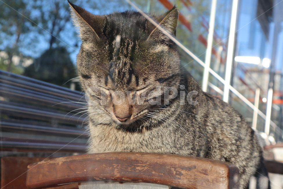 고양이,길고양이,잠,낮잠,동물,animal,cat,nap,sleep,동물,animal,포유류,mammal,고양이,cat,kitten,kitty