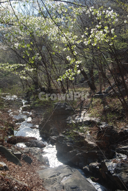 봄,탐방로,trail,tree,nature,자연,풍경,nature,landscape,water,물,stream,흐름,outdoors,옥외,creek,작은 만