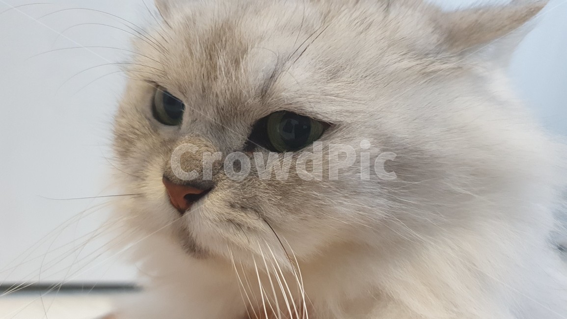 pet,animal,cat,kitten,고양이,애완동물,동물,포유류,동물,animal,포유류,mammal,고양이,cat,kitten,kitty