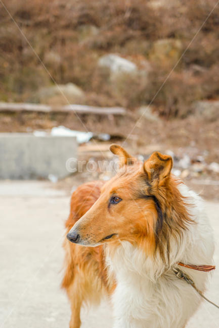 개,강아지,콜리,보더콜리,노견,동물,animal,포유류,mammal,개,강아지,dog,doggy