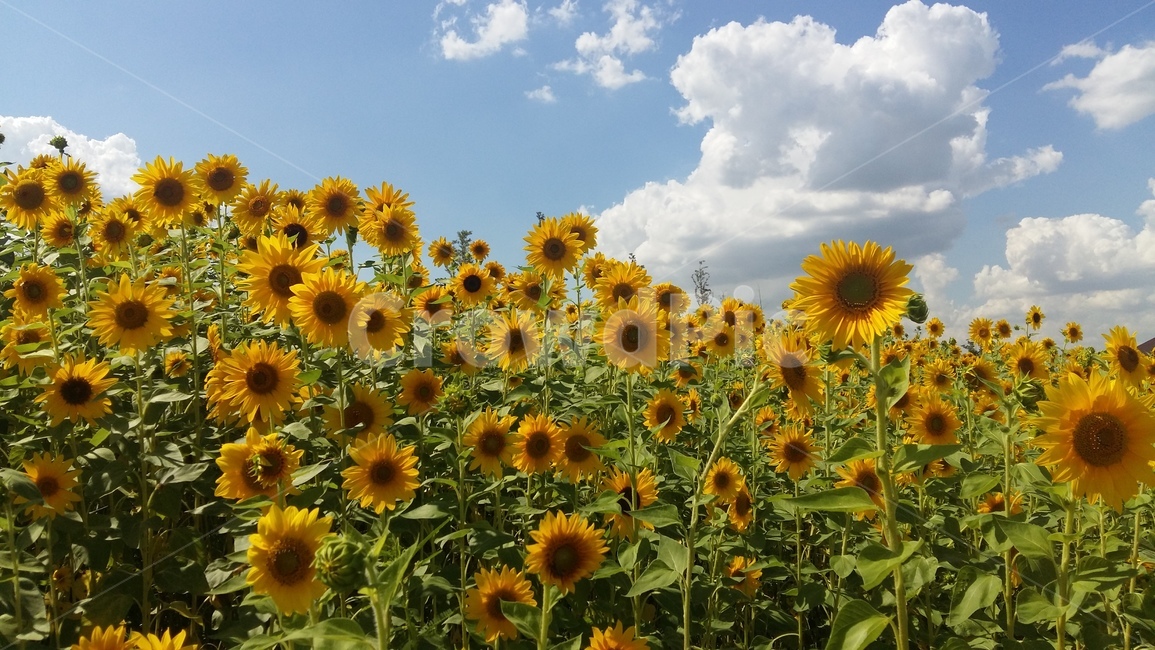 해바라기,꽃,하늘,가을,구름,자연,풍경,nature,landscape,식물,plants,꽃,flower,plant,blossom