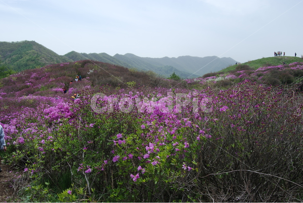 바래봉,세걸산,산철쭉,팔랑치,정령치,자연의위대함,등산로,능선,아름다움,신비스런산,돌,산행,힐링,자연,감성,등산,계절,여행,한국,한국명산,한국등산,풍경,눈,나무,하늘,바람,바람소리,환경,생태계,산,땅,봄,계절,spring,season,자연,풍경,nature,landscape,한국자연풍경,한국자연경관,korea nature landscape,outdoors,옥외,grassland,목초지,field,들