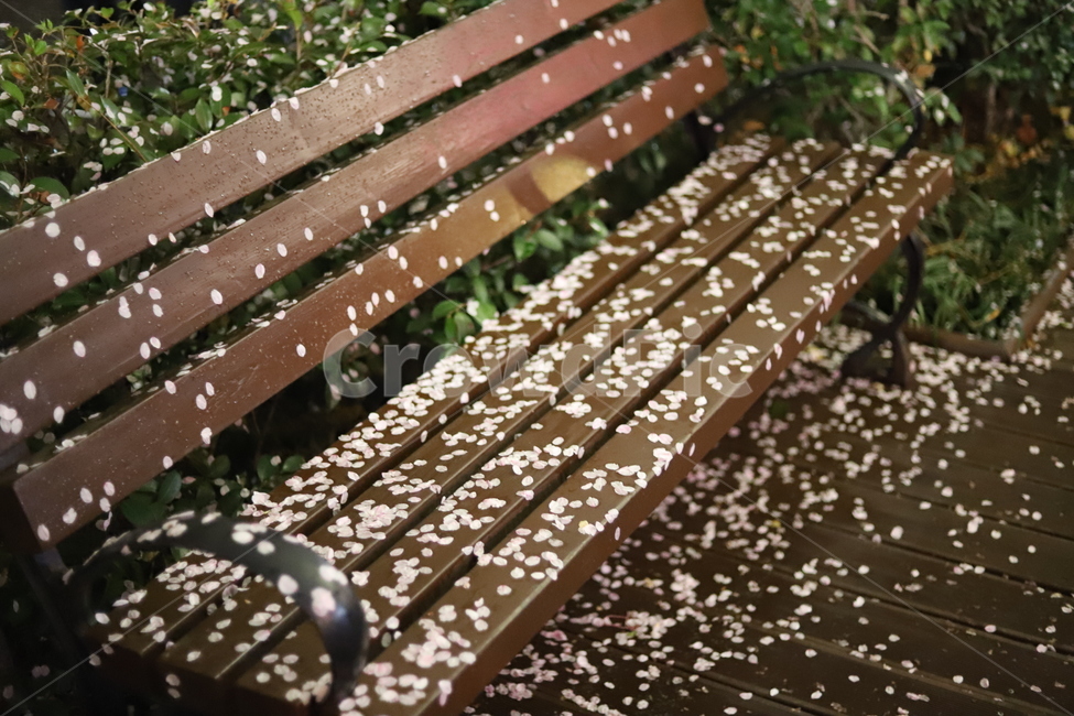 Gunhangje Festival,cherry blossom petals,Cherry Blossom,desolation,chair,Jinhae